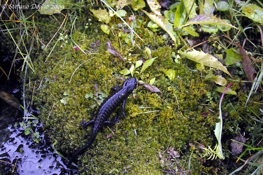 Differenza fra salamandra atra e lanzai